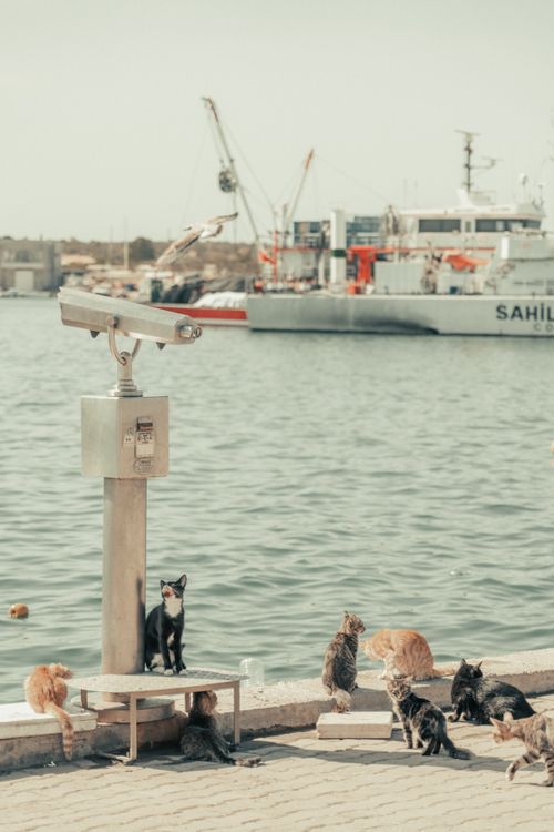 Free A group of stray cats lounging at a marina dock with boats in the background, during the day. Stock Photo