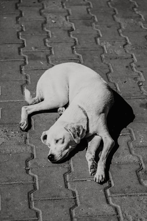 Free Dog Sleeping on Pavement Stock Photo