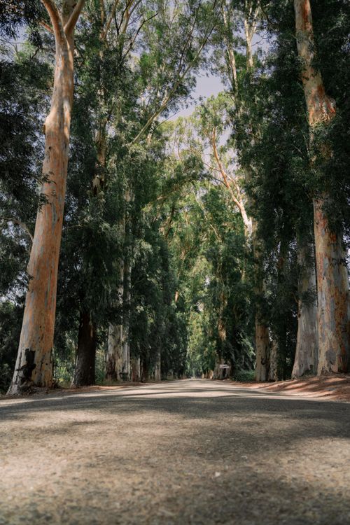 Free A tranquil road nestled between towering trees in a dense green forest, capturing the essence of nature's beauty. Stock Photo