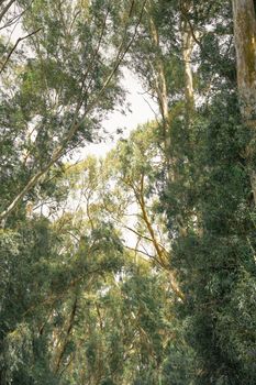 Sunlight filters through a lush forest canopy creating a peaceful, natural atmosphere.
