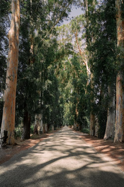 Free Peaceful country road lined with tall trees, casting shadows on an empty path. Stock Photo