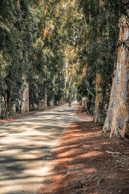 Free A peaceful tree-lined road in a rural area with a lone motorcyclist in the distance. Stock Photo