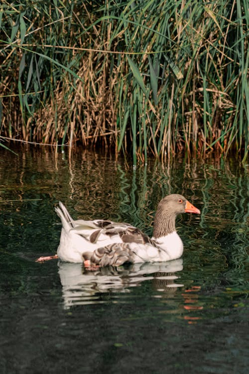 Close-up of a Scania Goose in the Water 