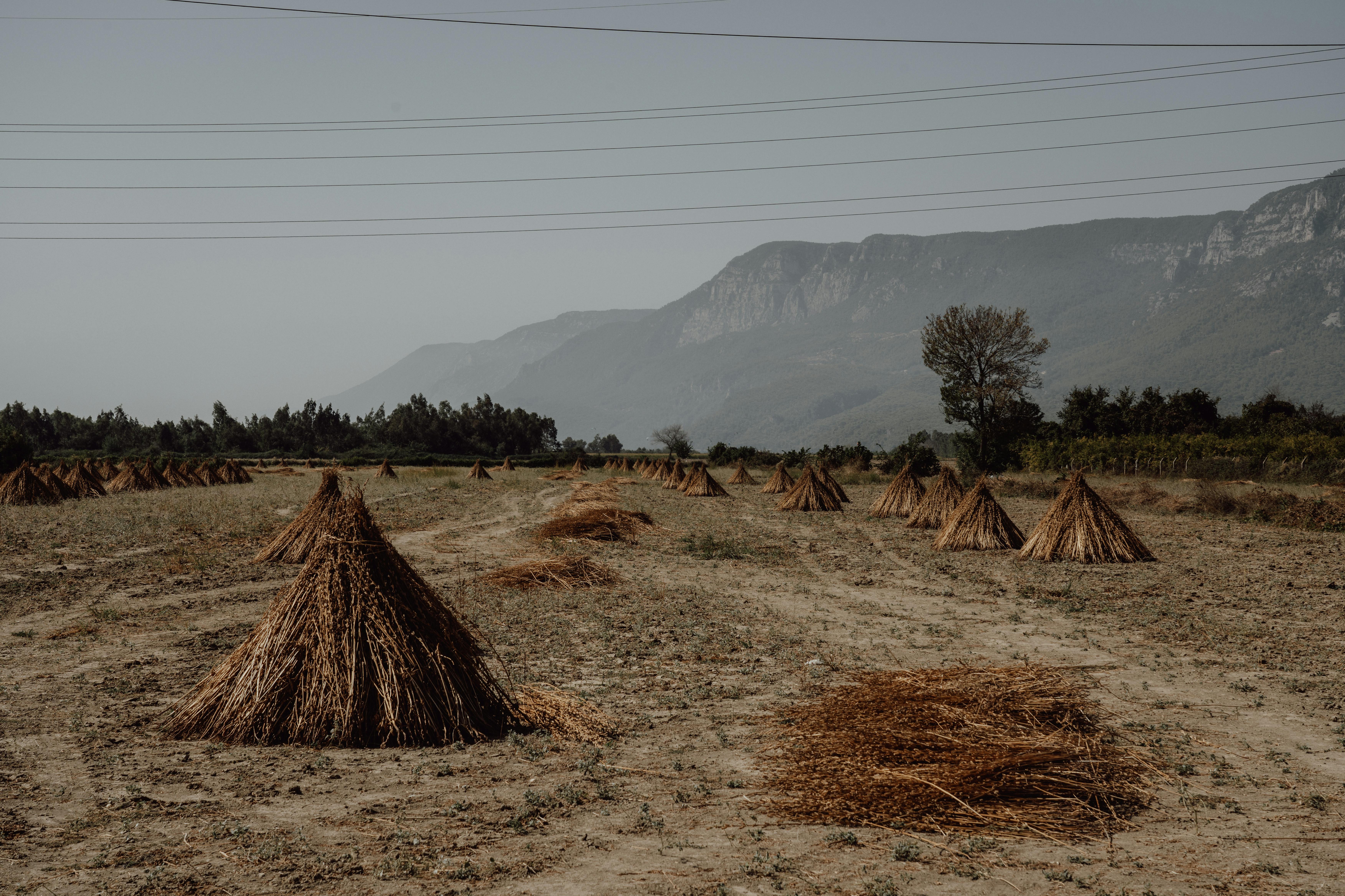A picturesque rural landscape with neatly stacked bundles of stalks in a vast agricultural field.