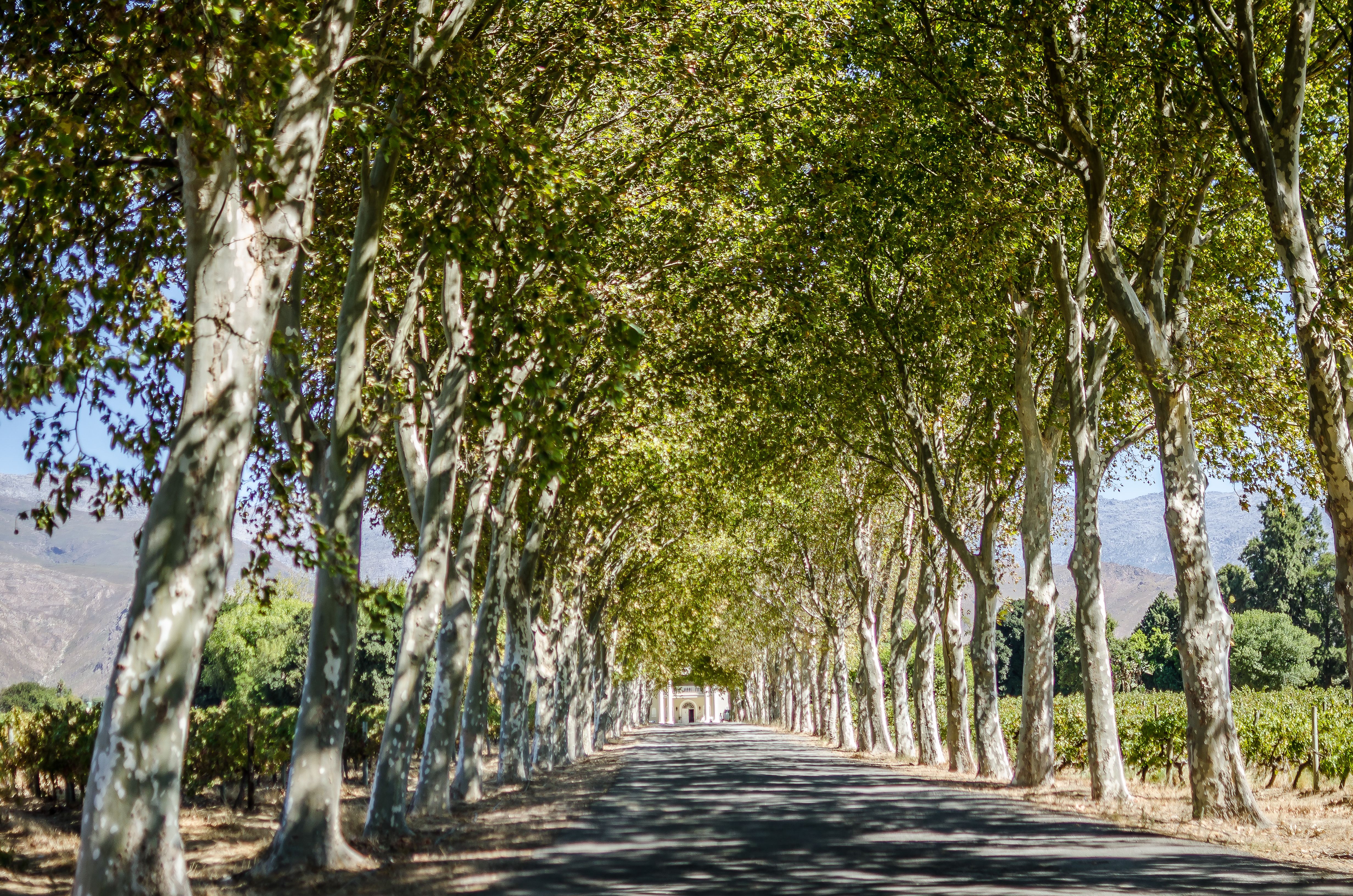 A picturesque tree-lined road in Rawsonville, Western Cape, South Africa, during summer.