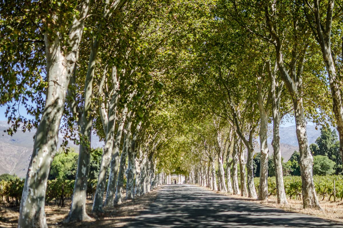 Delaire Graff Estate