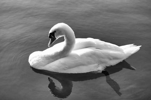 Swan in a Lake in Black and White 