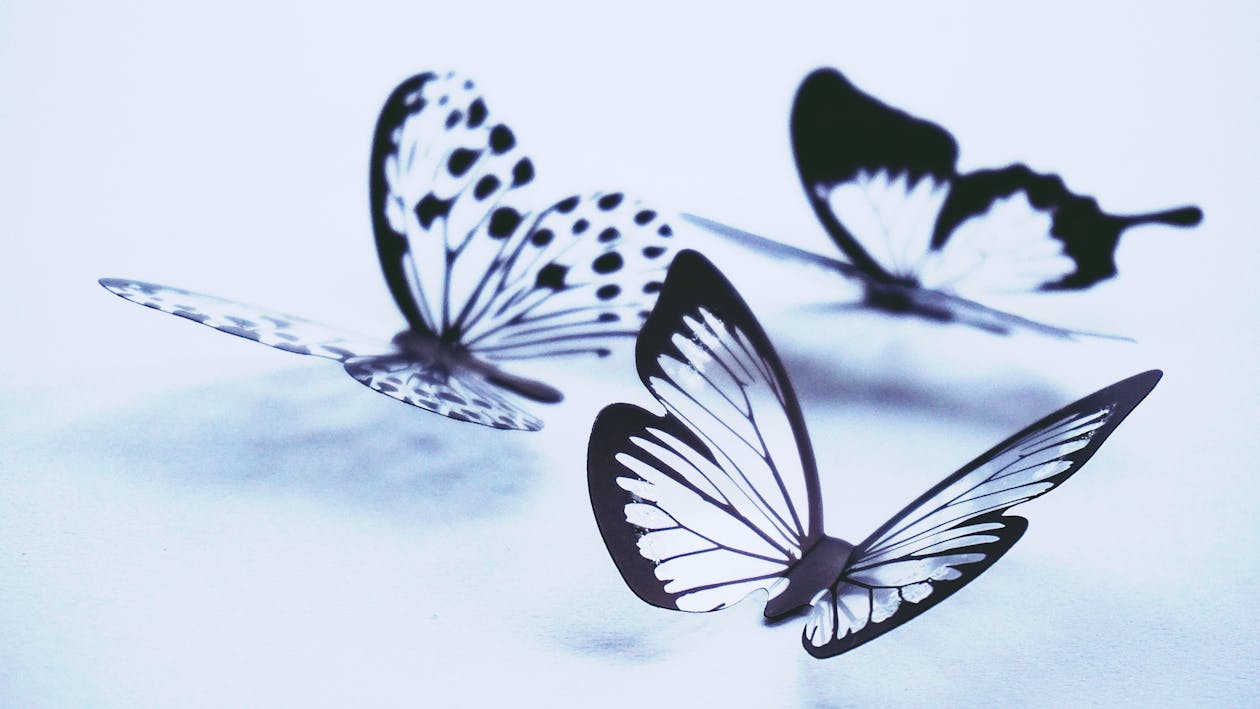 multiple butterflies
