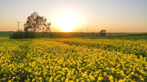 Foto stok gratis agrikultura, backlit, bunga-bunga