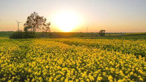 Kostenloses Stock Foto zu bauernhof, blumen, flora