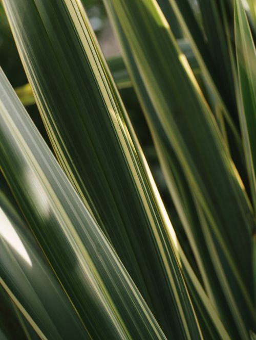 Free Detailed close-up of spider plant leaves showing natural growth patterns in sunlight. Stock Photo