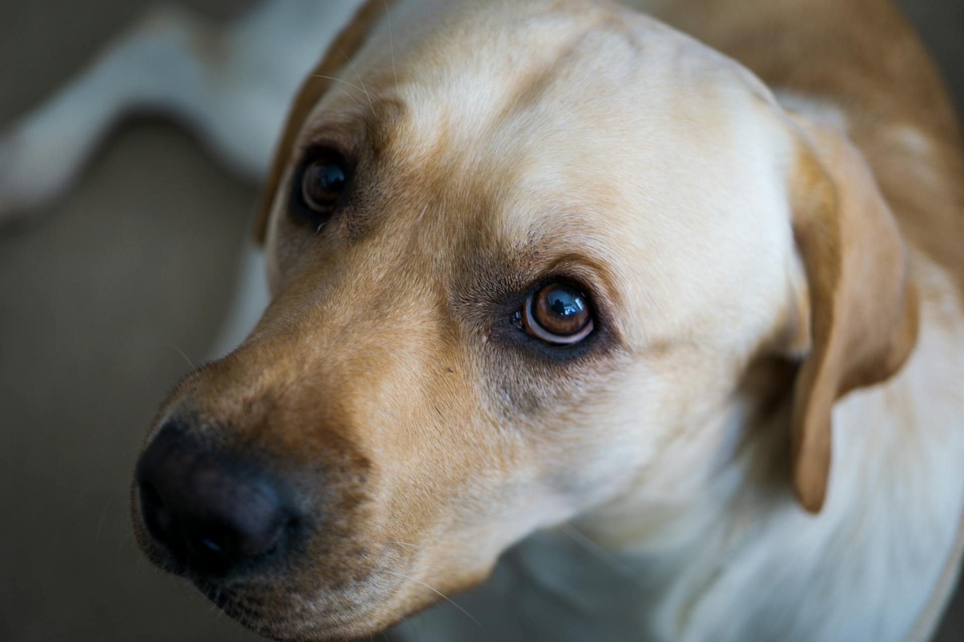 Cute Golden Retriever