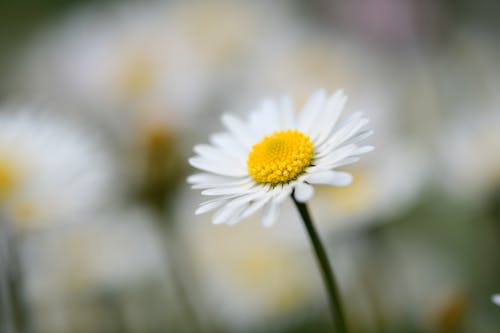 Blooming Chamomile in Close Up