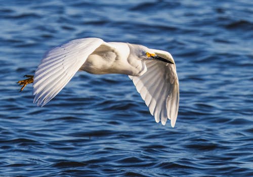 Close-up of an Egret Flying over Water 