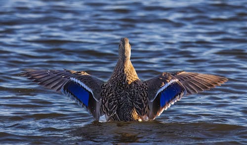 Photos gratuites de canard, eau, fermer