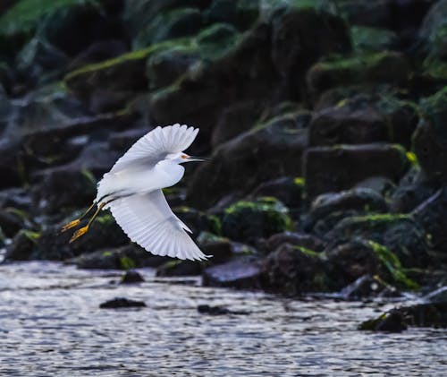 Close-up of an Egret Flying over the Water 