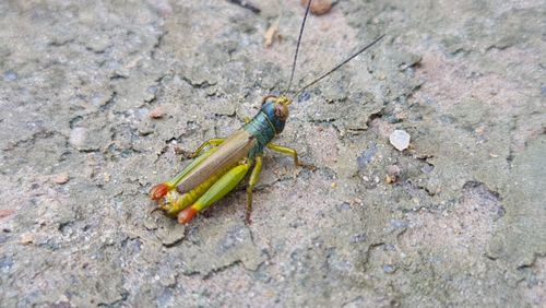 Free https://www.youtube.com/c/naturezaemfocosobrevivencianaselva Stock Photo