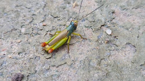 Free https://www.youtube.com/c/naturezaemfocosobrevivencianaselva Stock Photo