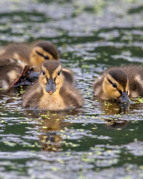 Ducklings Swimming in the Pond