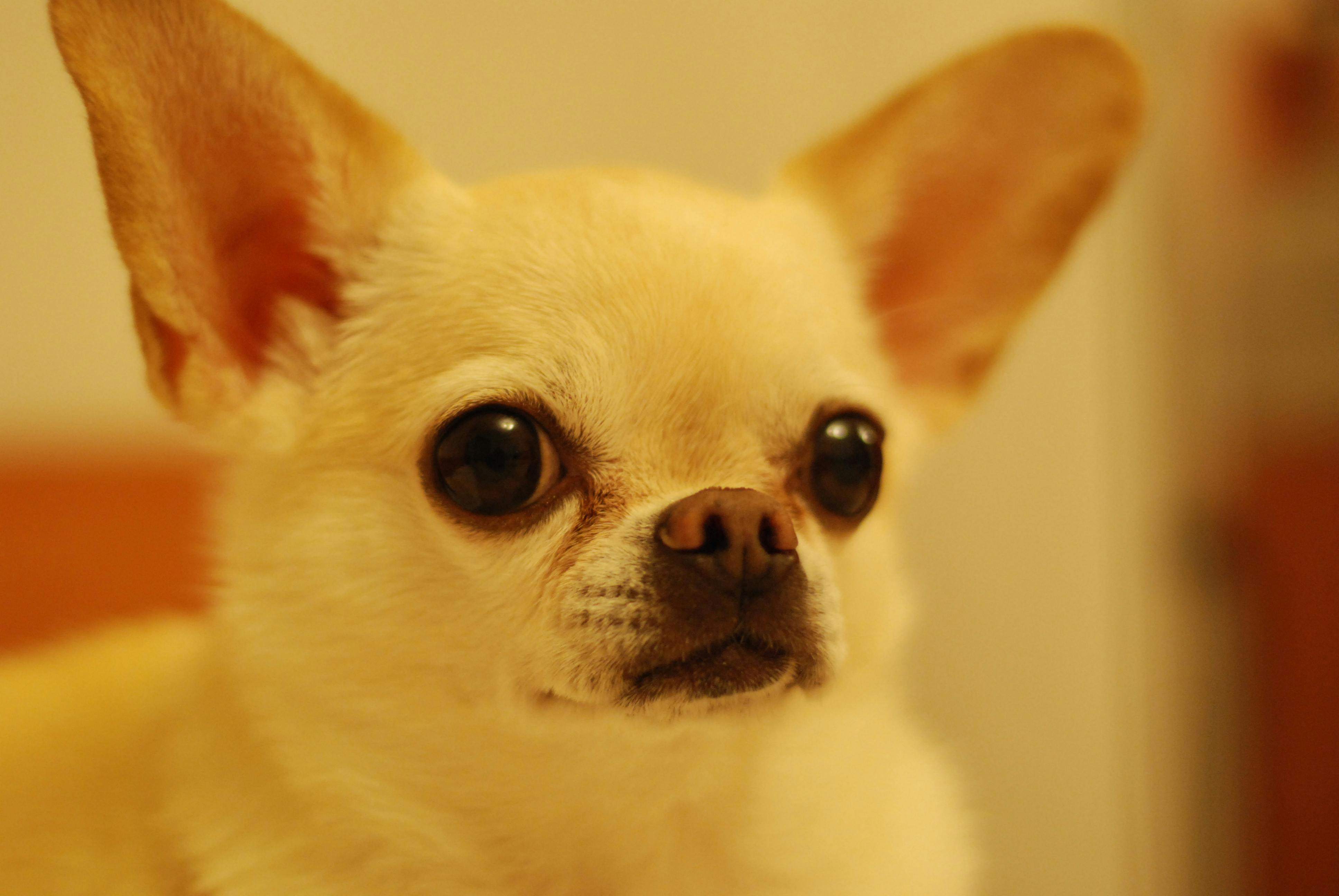 Chihuahua Wallpaper APK for Android Download