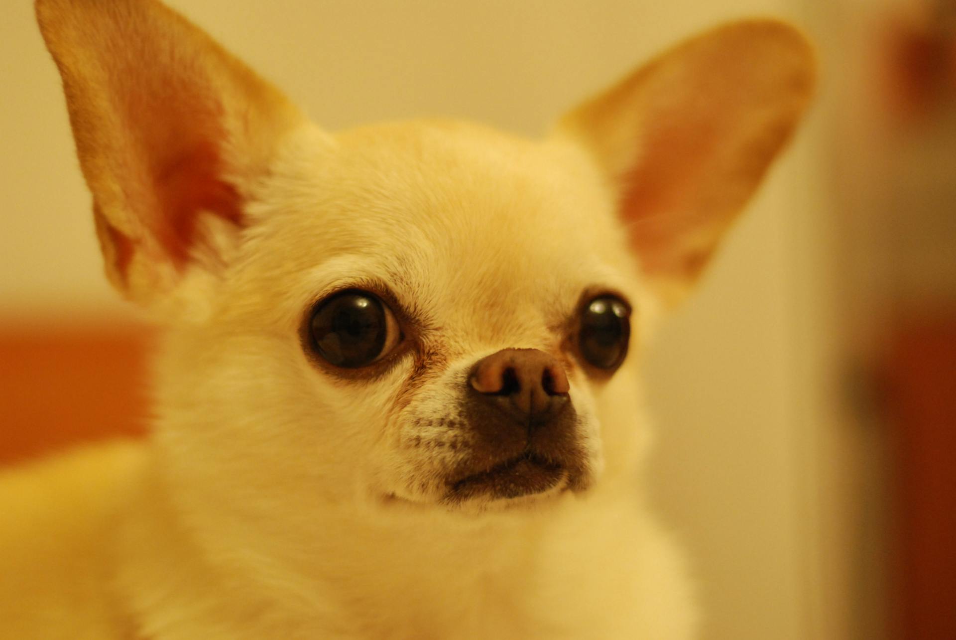 White Short Coat Dog