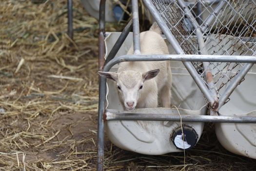Charming young goat in a rural farm setting, surrounded by hay and metal structures.