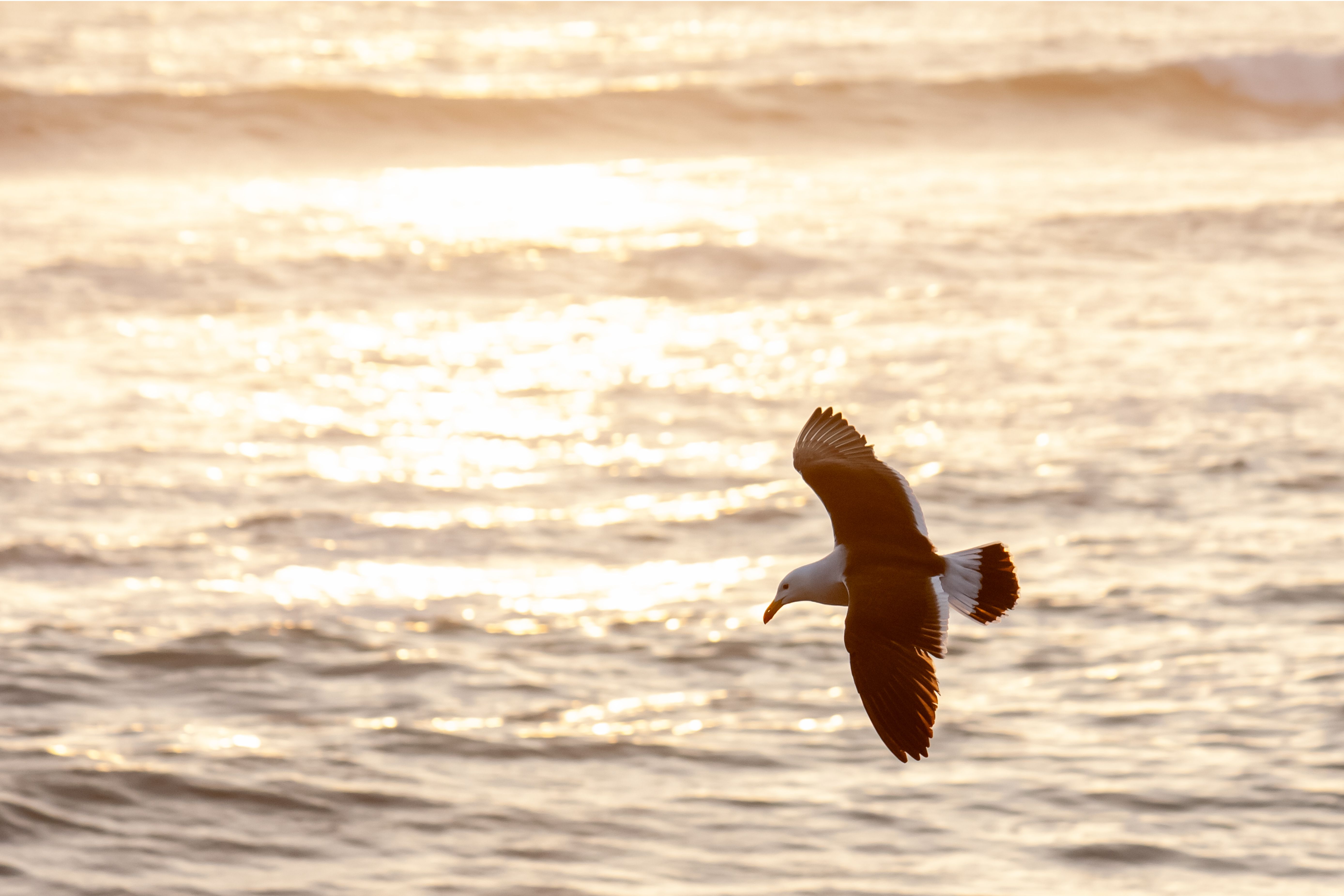 Seagull flying over the sea