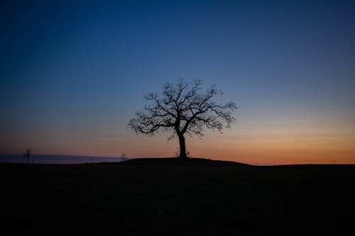 Ingyenes stockfotó domb, fa, hajnal témában
