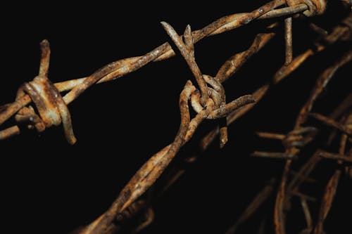 Free stock photo of thorns, wire