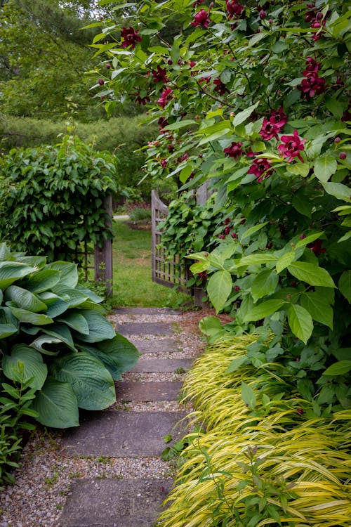 A Walkway between Plants in a Garden 