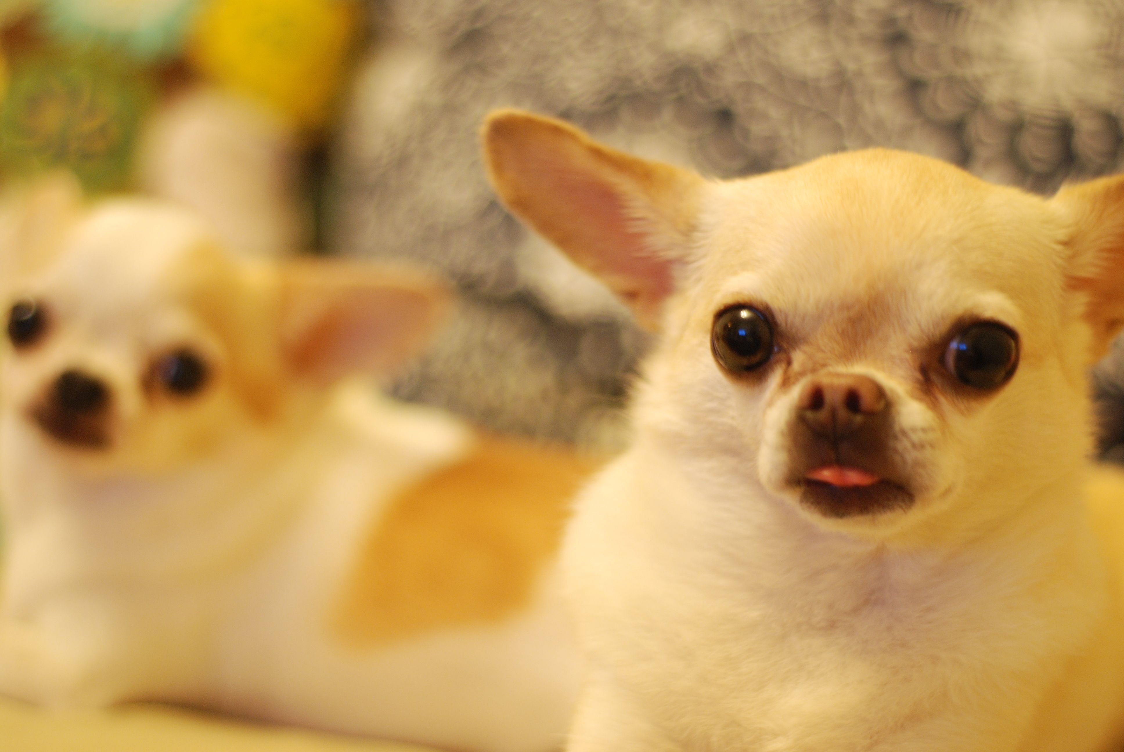 Kostenloses Foto zum Thema: chihuahua, hund