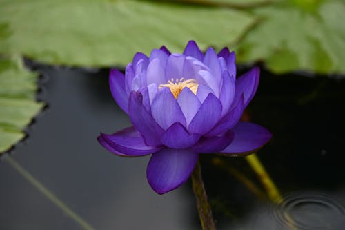 Close-up of a Purple Waterlily 