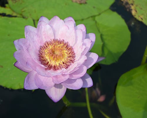Close-up of a Purple Waterlily