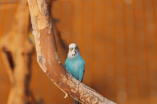 Close-up of a Blue Budgerigar Sitting on a Tree Branch 