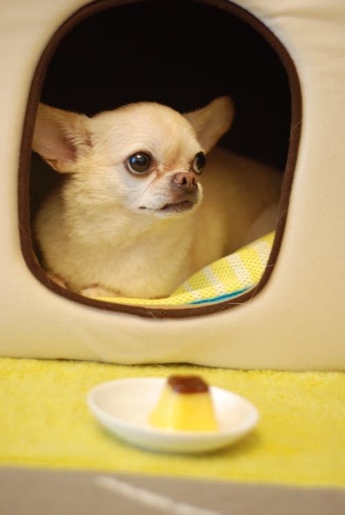 gratis Witte Chihuahua Stockfoto
