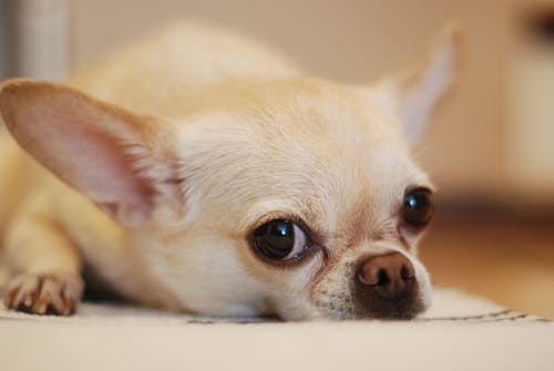 Free Chihuahua Lying on White Textile Stock Photo
