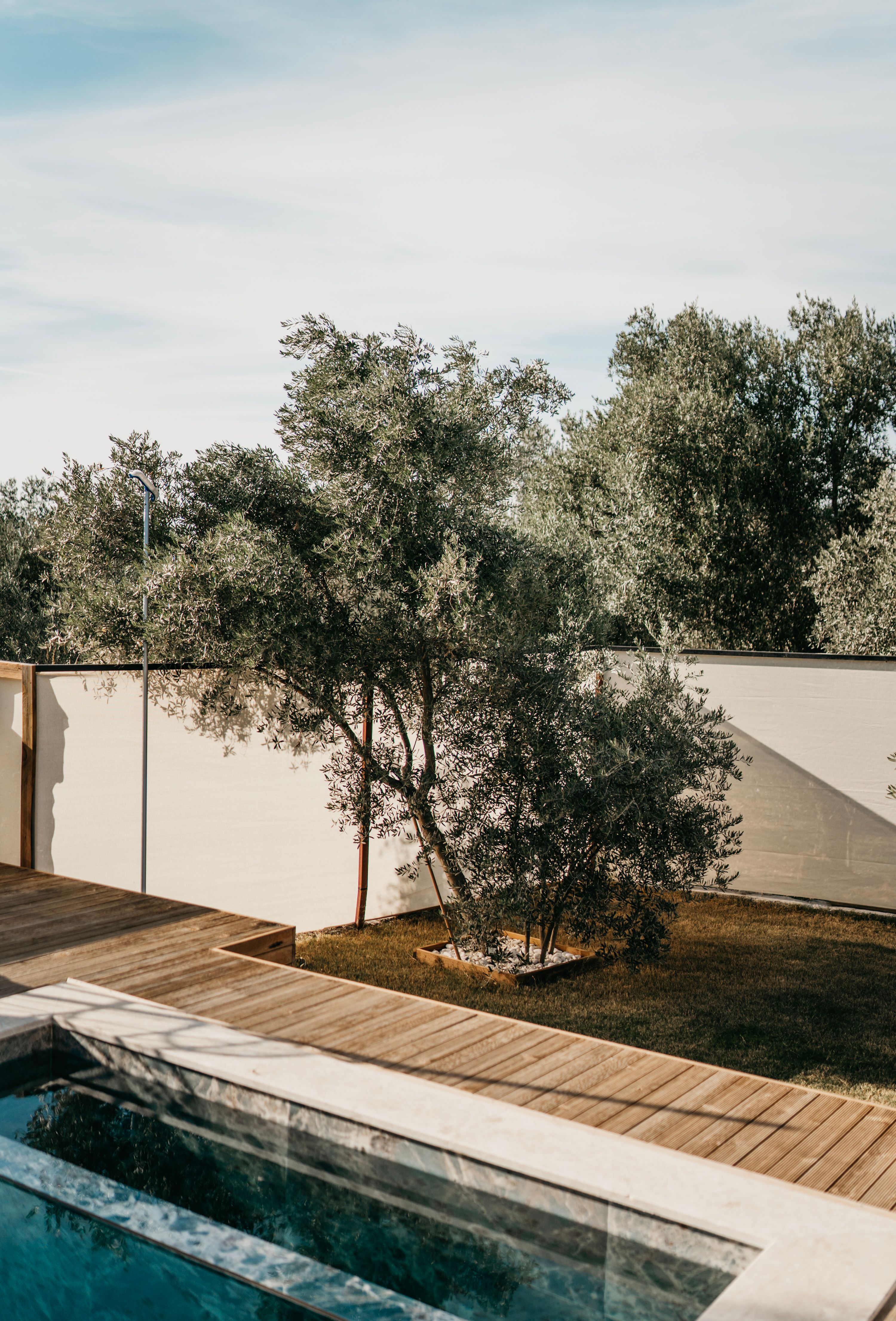 Piscine avec oliviers