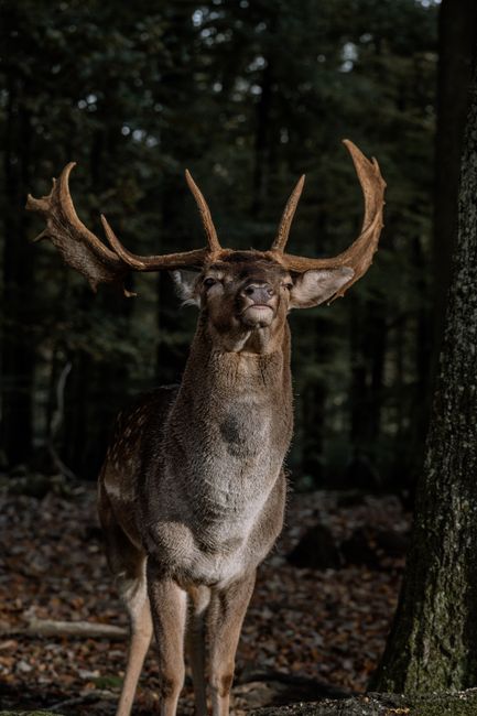 A magnificent stag with antlers stands proudly in a sunlit forest.