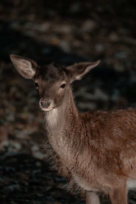 Close-up of a young deer standing in a forest, showcasing its delicate features and brown fur.