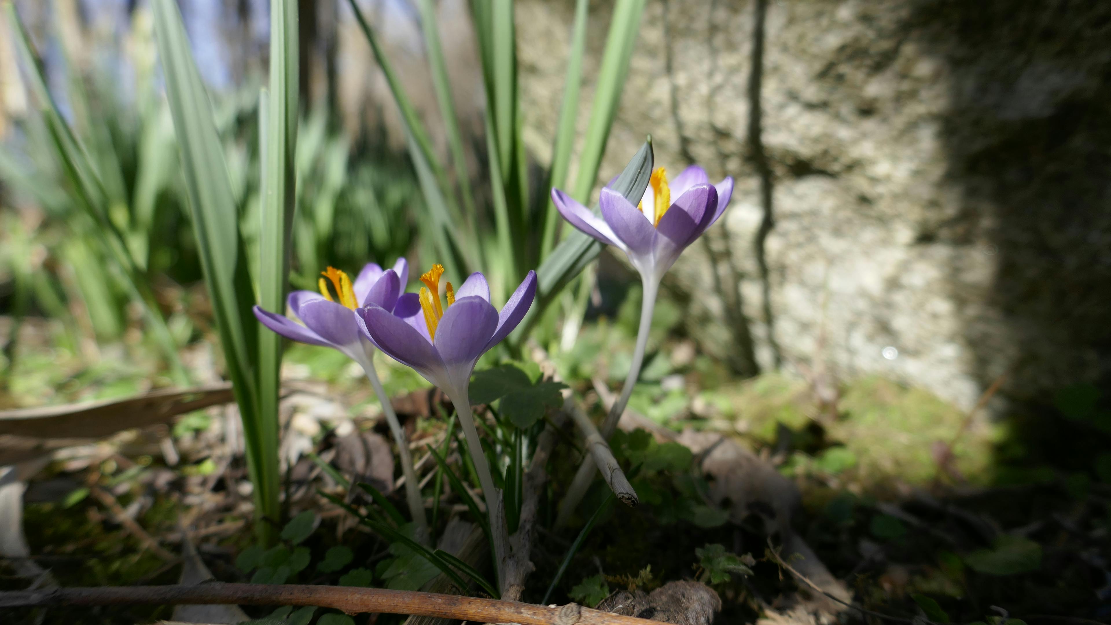 Free stock photo of crocus purple flower, garden flower, spring spirit