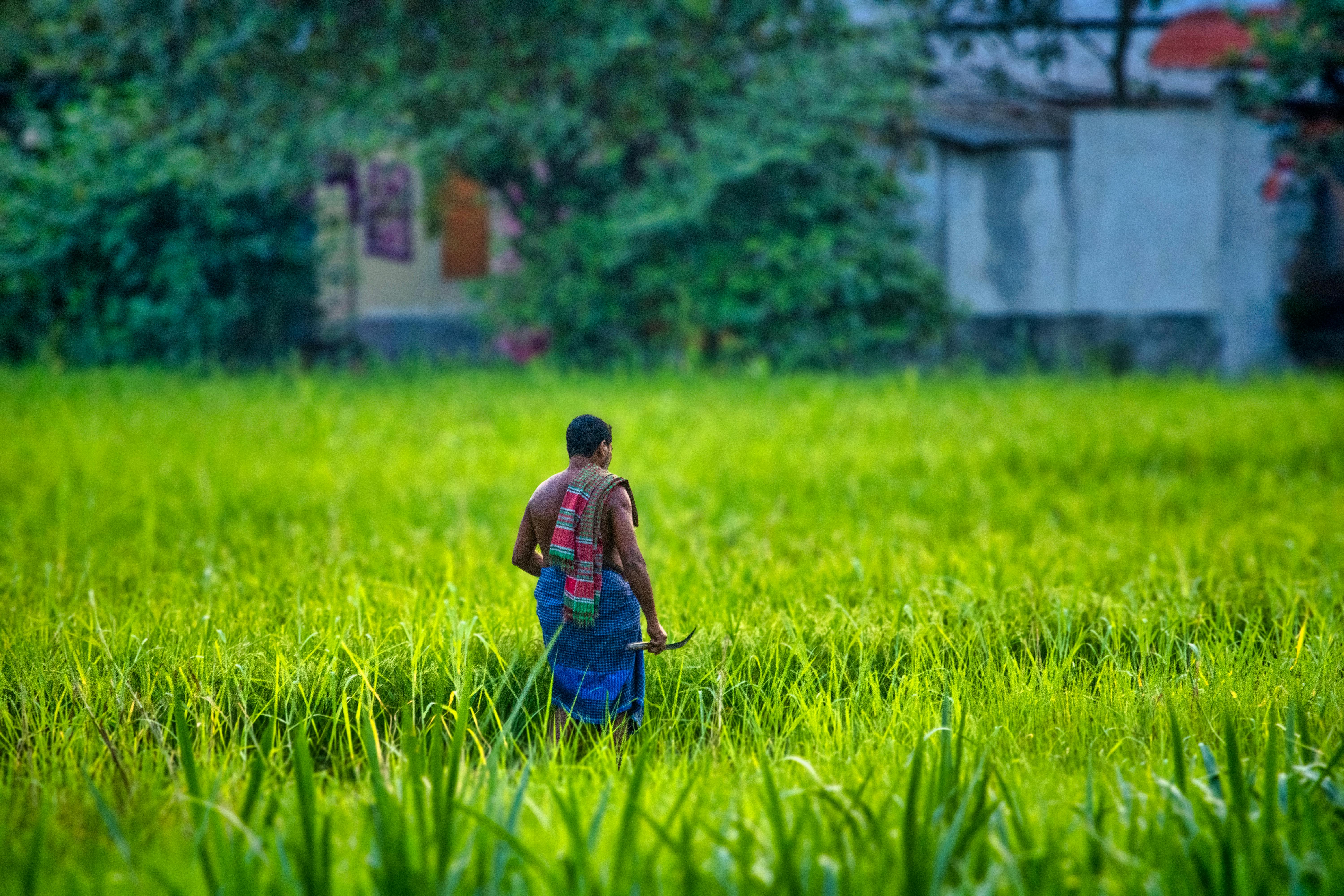 Back View of a Man Walking on a Rice Field · Free Stock Photo