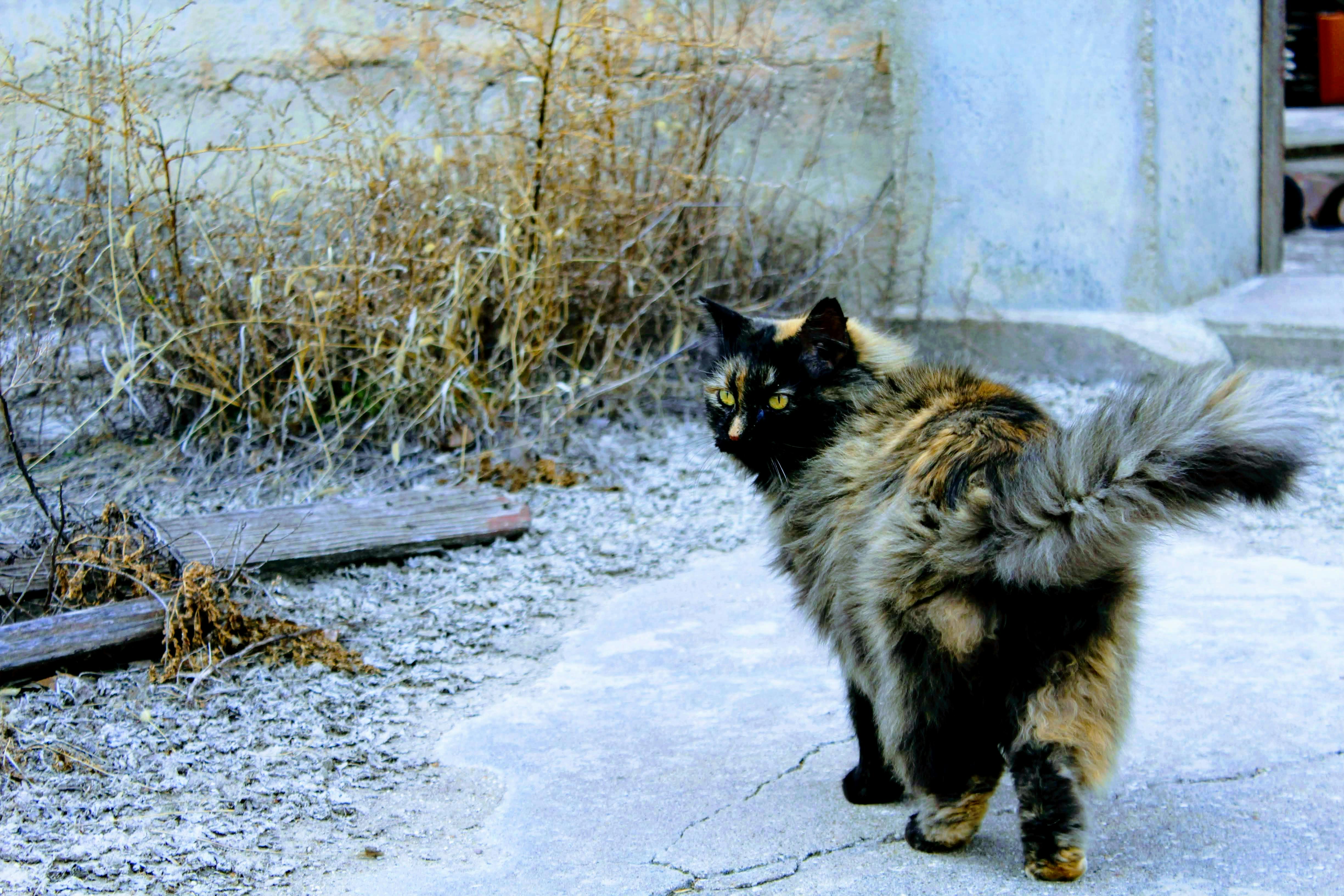 Free stock photo of cat, grass, outdoor cat