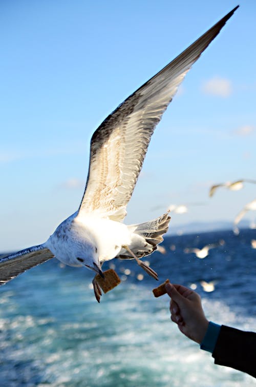 Photo D'un Oiseau