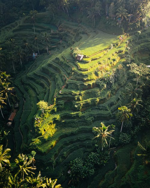 Aerial View of Terraced Rice Fields in Bali