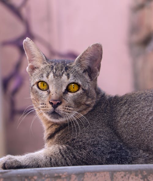 가정의, 고양잇과 동물, 노란 눈의 무료 스톡 사진