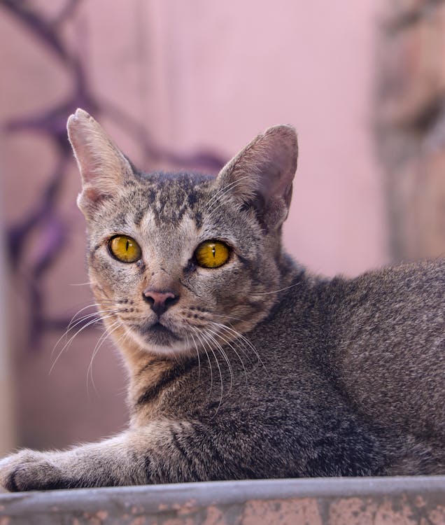 Free Detailed close-up of a gray domestic cat with striking yellow eyes staring towards the camera. Stock Photo