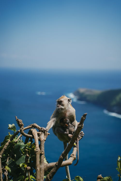 Macaque with a Baby Monkey on Top of a Tree
