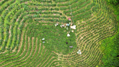Gratis stockfoto met dronefoto, landbouw, luchtfotografie