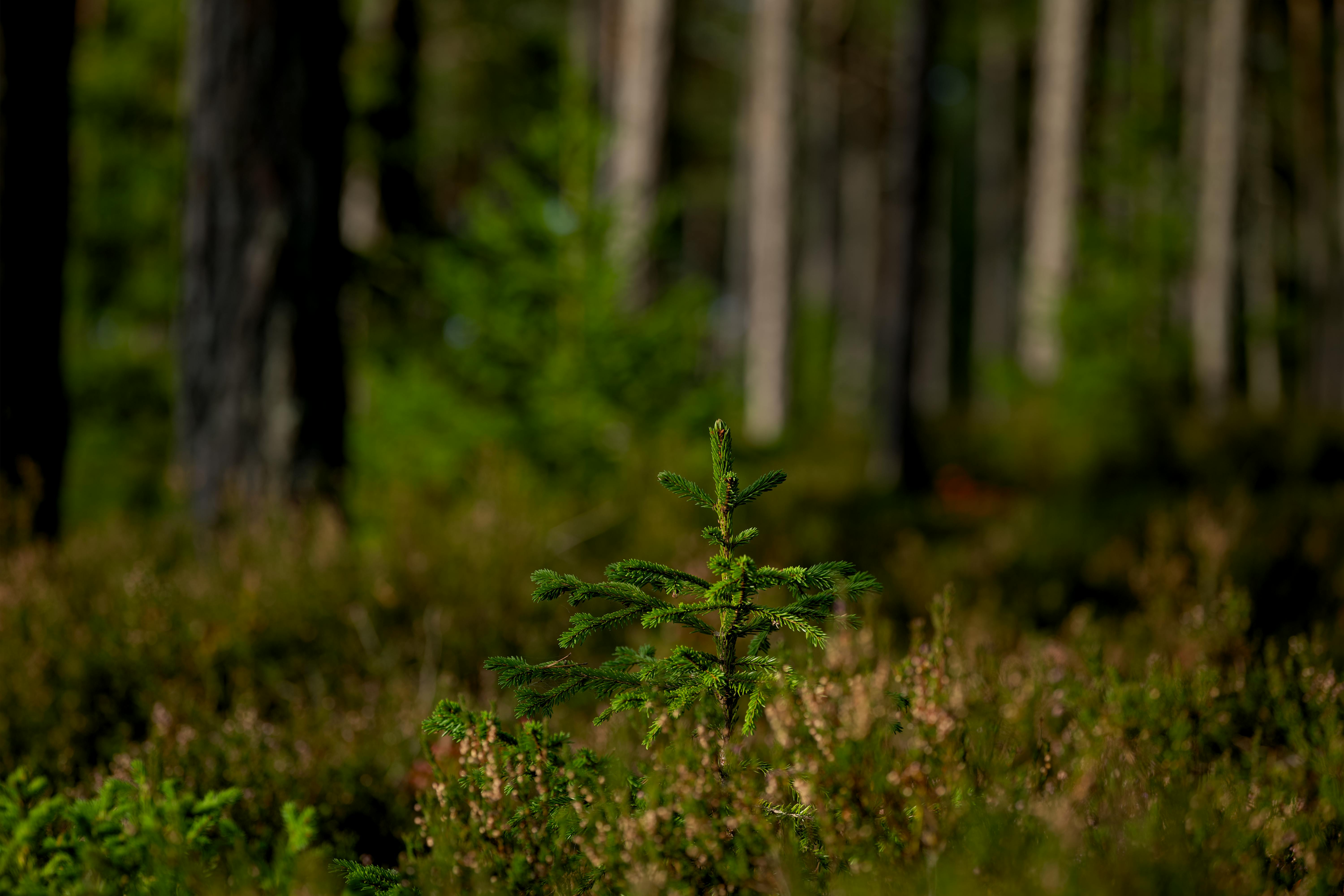 Reforestation Photos, Download The BEST Free Reforestation Stock Photos ...