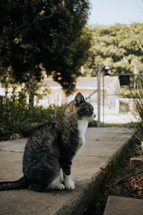 Foto profissional grátis de animal de estimação, fotografia animal, gato